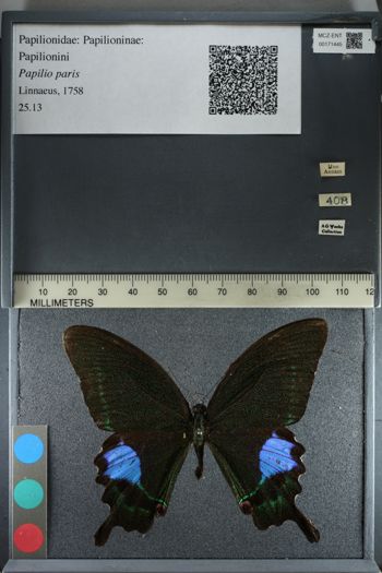 Media type: image;   Entomology 171445